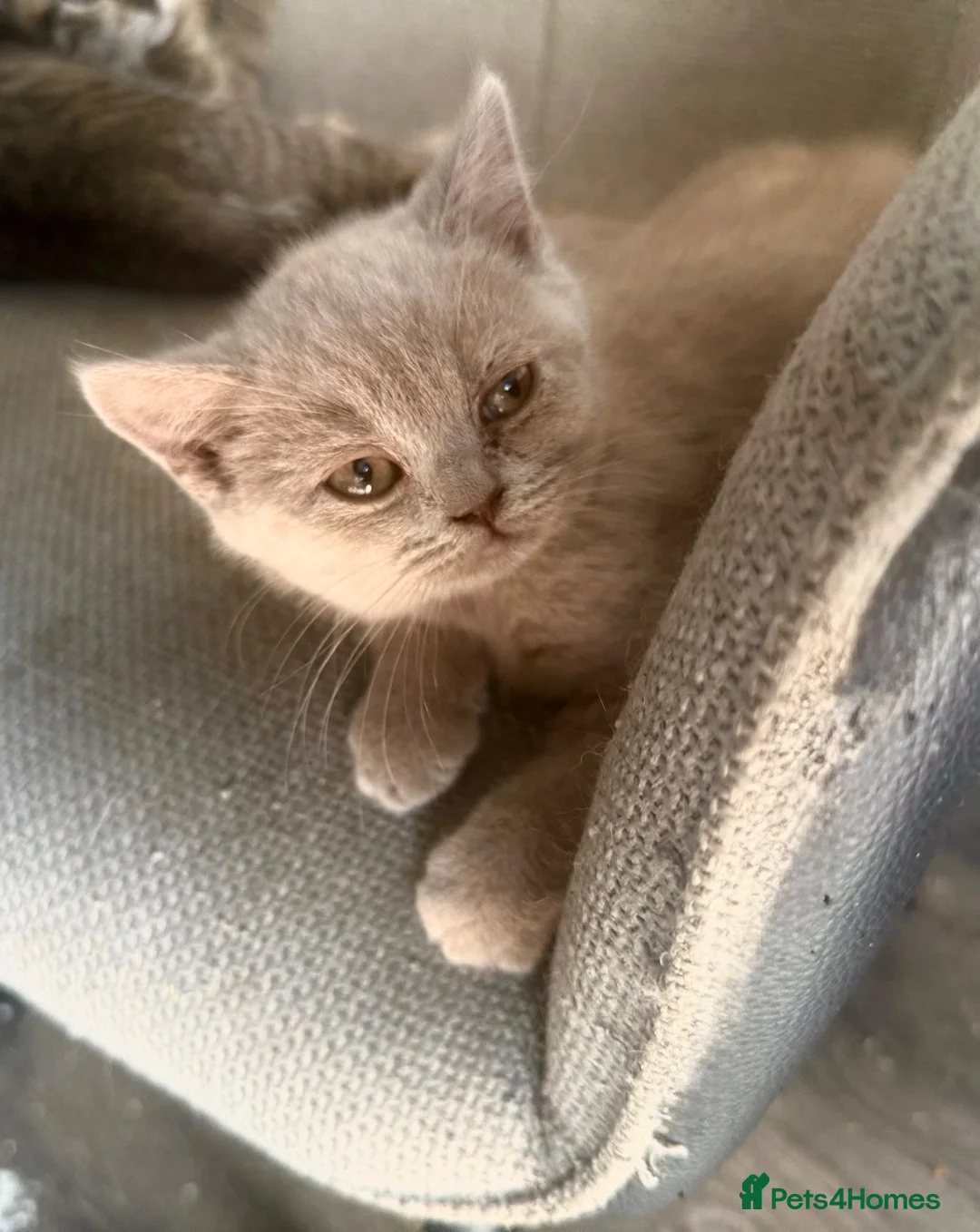 British Shorthair cats for sale: STUNNNING Lilac British shorthairs  - Advert 2