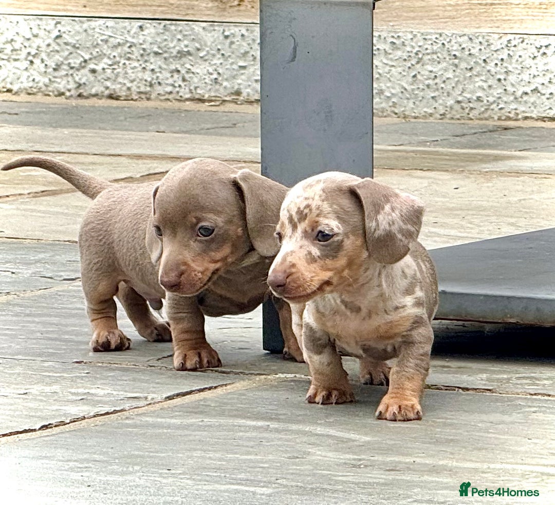 Miniature Dachshund dogs for sale: Beautiful litter of miniature dachshund puppies  - Image 16