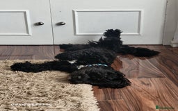 Shihpoo dogs for sale: Shihpoo puppies in Devon ... we're back!  - Image 11