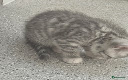 British Shorthair cats for sale: Lovely little British short haired kittens  - Image 2