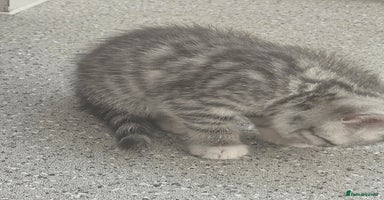 British Shorthair cats - Advert 3