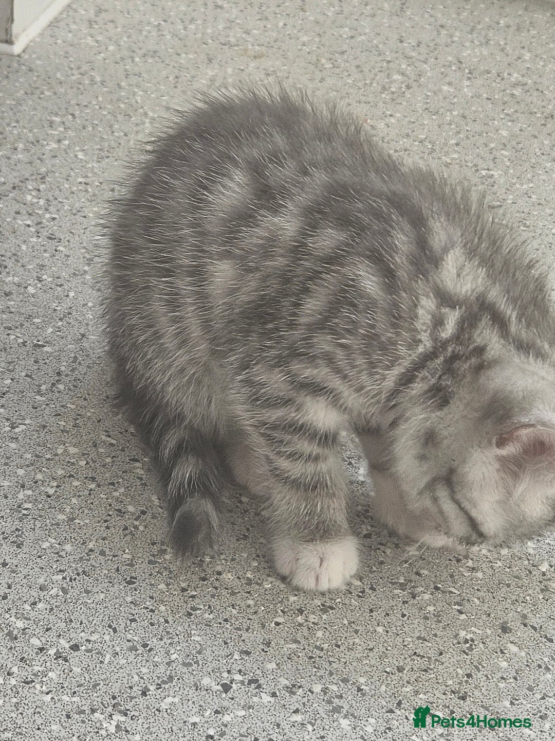 British Shorthair cats for sale: Lovely little British short haired kittens  - Image 2