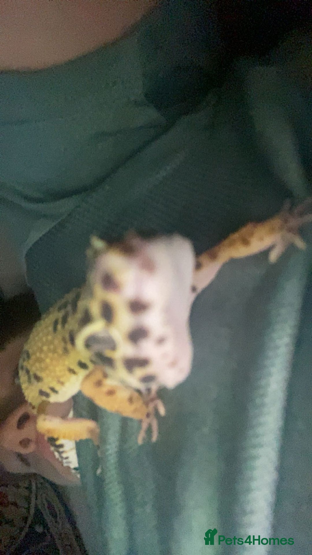Leopard Gecko reptiles for sale: leopard gecko  - Image 4