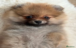 Pomeranian dogs for sale: Pomeranian tiny orange female   🧡🍊🐾 - Image 22