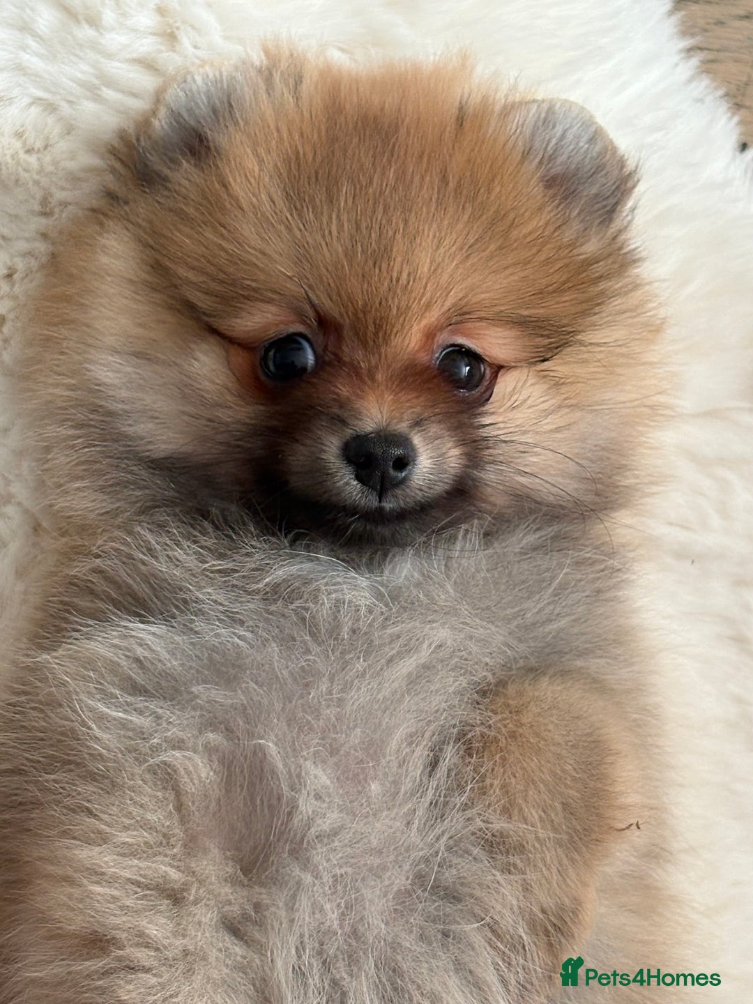 Pomeranian dogs for sale: Pomeranian tiny orange female   🧡🍊🐾 - Image 22