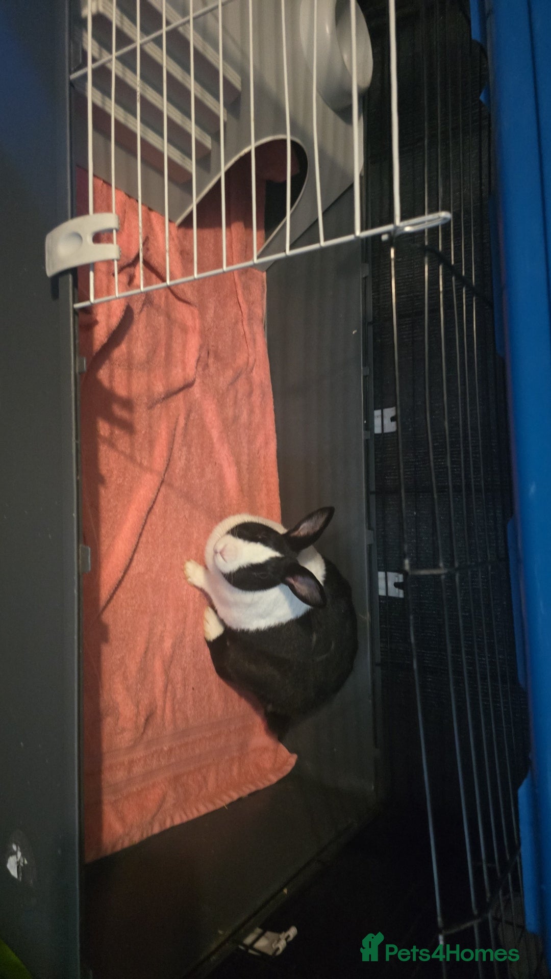 Mini Lion Lop rabbits for sale: Male mini lion lop - Image 4