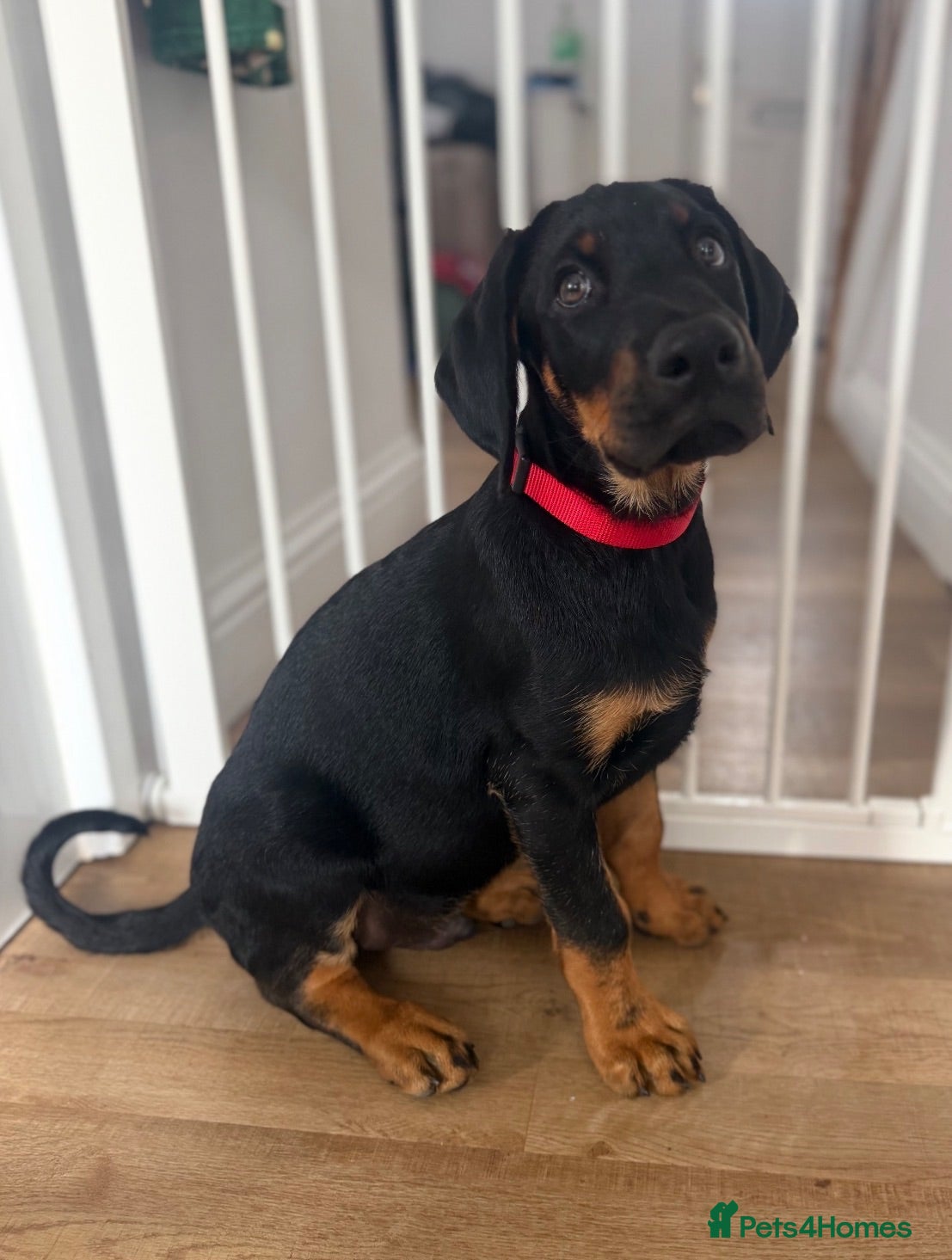 Mixed Breed dogs Doberman puppy 1 boy left ready now  - Advert 2
