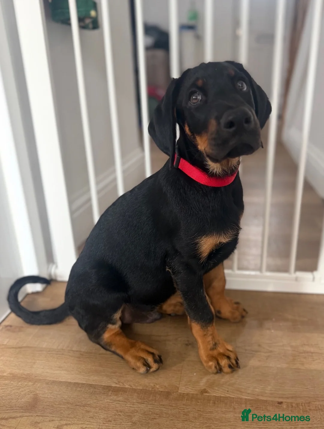 Mixed Breed dogs for sale: Doberman puppy 1 boy left ready now  - Advert 2