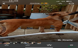 Mixed Breed dogs for sale: Female boerboel x presa canario - Image 5