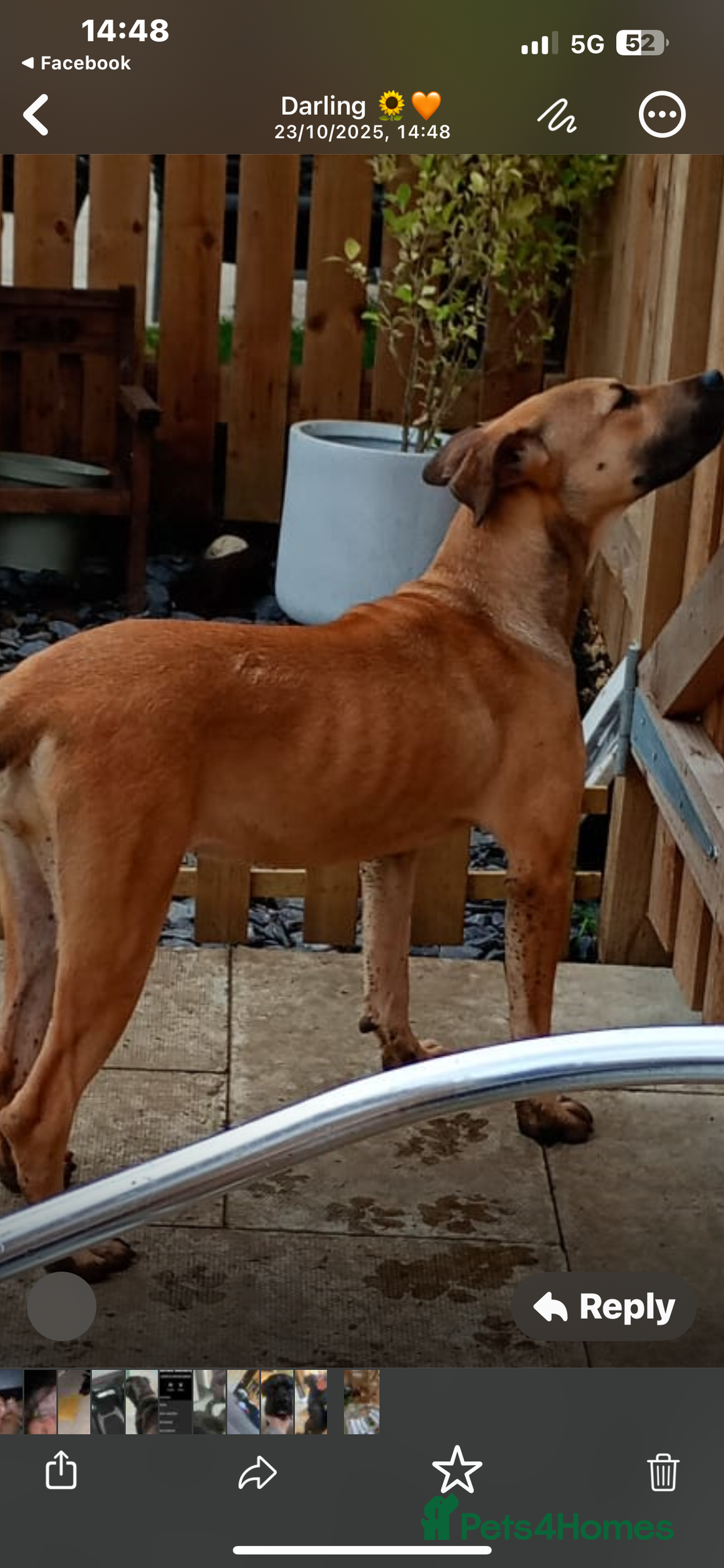 Mixed Breed dogs for sale: Female boerboel x presa canario - Image 5