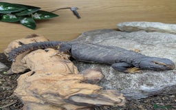 Lizard reptiles for sale: Banded Uromastyx (dispar flavifasciata) for sale  - Image 1