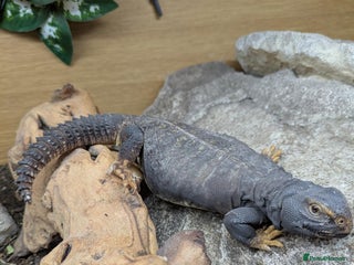 Lizard reptiles - Advert 8