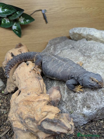 Lizard reptiles - Advert 2