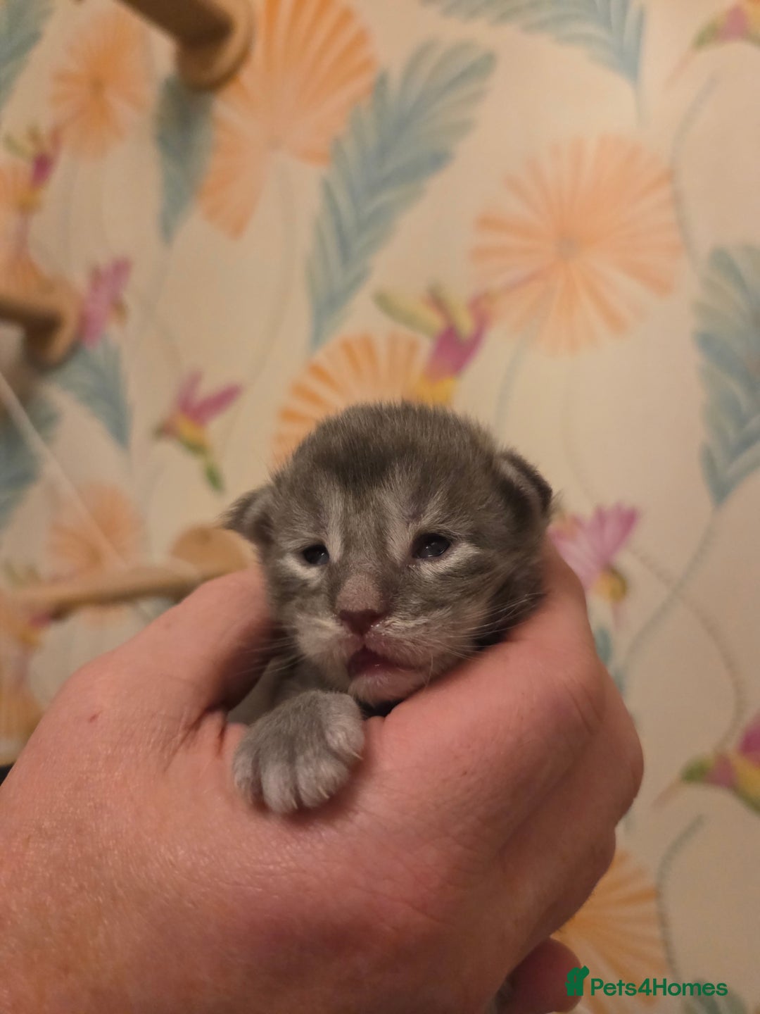 Maine Coon cats for sale: Stunning quality silver Tica Mainecoon kittens  - Advert 20