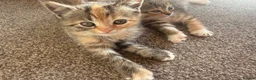 Mixed Breed cats for sale: Exotic Persian cross kittens - ready for new homes - Advert 9