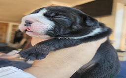English Bulldog dogs for sale: Outstanding KC English Bulldogs, Top Quality Pups - Image 25