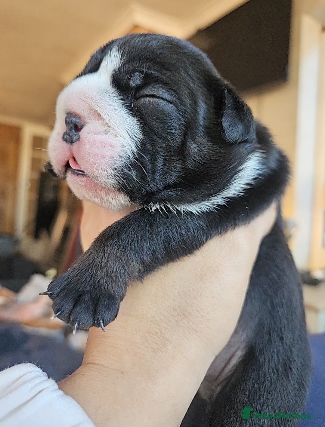 English Bulldog dogs for sale: Outstanding KC English Bulldogs, Top Quality Pups - Image 25