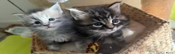 Maine Coon cats for sale: Main Coon mixd kittens in Richmond  - Advert 15