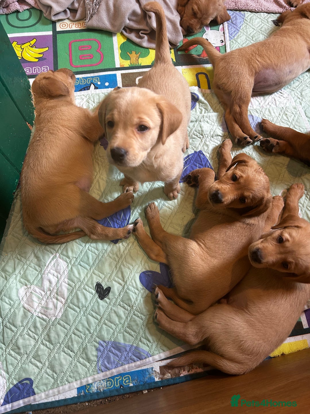 Golden Retriever dogs for stud: Fox red Golden retriever for stud, proven sire - Advert 11