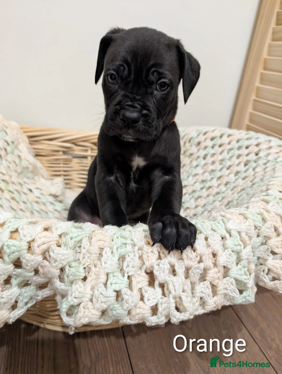 Cane Corso dogs for sale: ⚡Cane Corso puppies ⚡ - Advert 4
