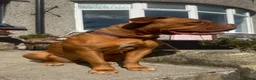 Dogue De Bordeaux dogs for sale: Ivy the loving Dogue de Bordeaux in Saint Austell - Advert 10