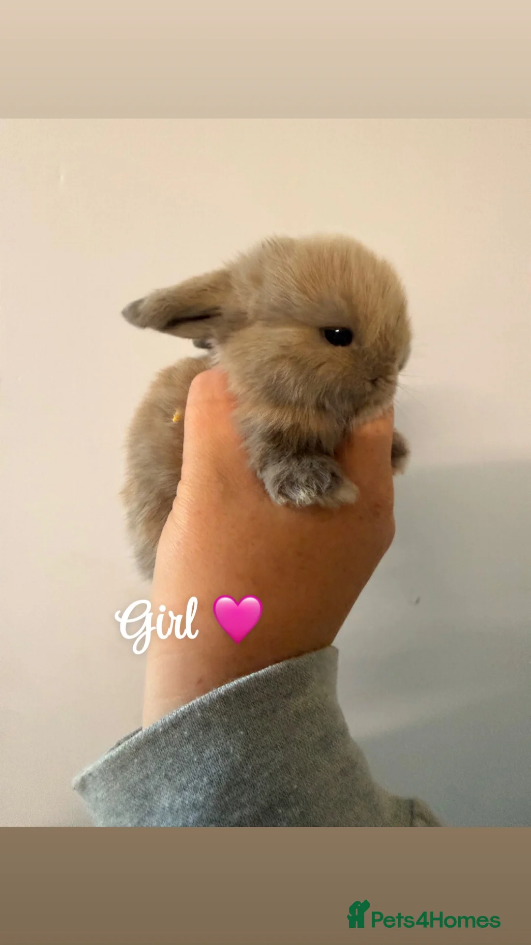 Mini Lop rabbits for sale: 5 gorgeous mini lops babies  - Advert 2