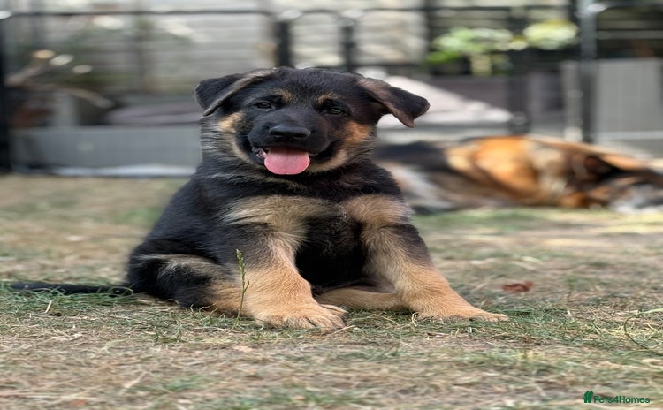 German Shepherd dogs - Advert 1