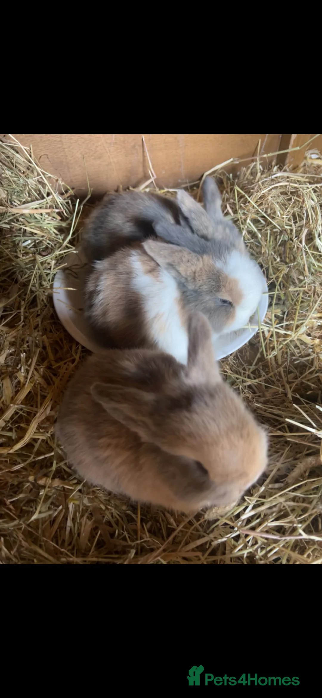 Mini Lop rabbits for sale: Gorgeous pure breed Mini Lops in Saffron Walden - Advert 2