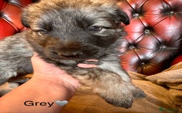 German Shepherd dogs for sale: Long-Haired Straight Back German Shepherd Puppies - Image 12