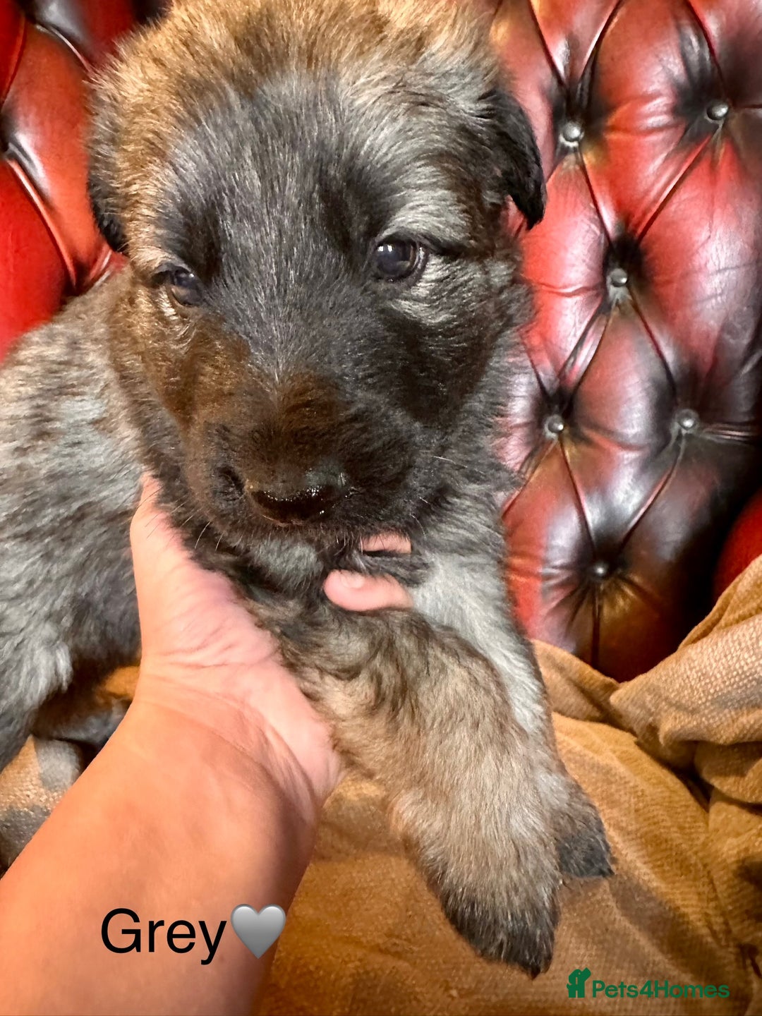 German Shepherd dogs for sale: Long-Haired Straight Back German Shepherd Puppies - Image 12