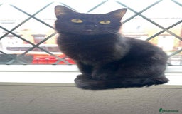 Mixed Breed cats for sale: 5x kittens looking for forever homes  - Image 15