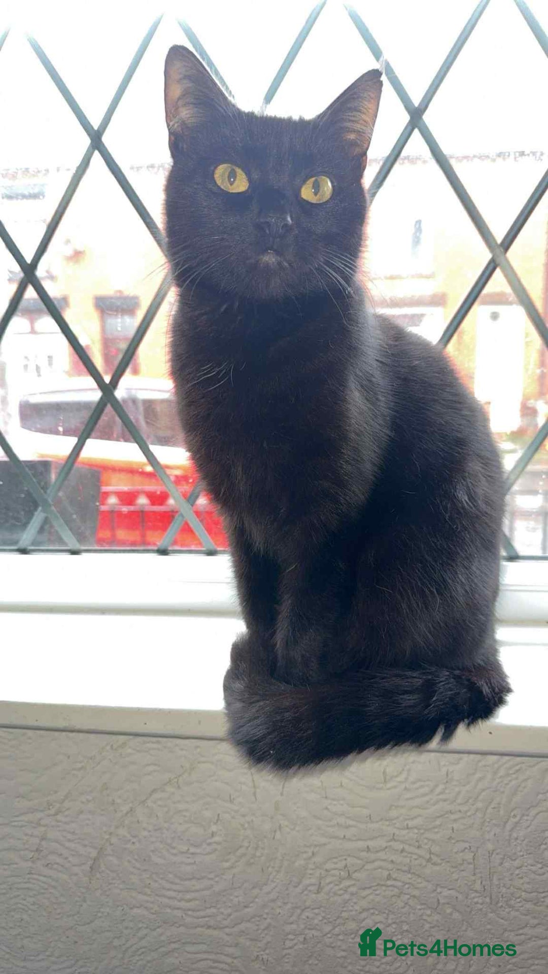 Mixed Breed cats for sale: 5x kittens looking for forever homes  - Image 15