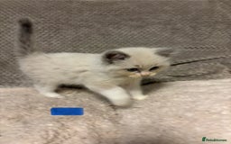 Ragdoll cats for sale: Ragdoll Kittens - Advert 5