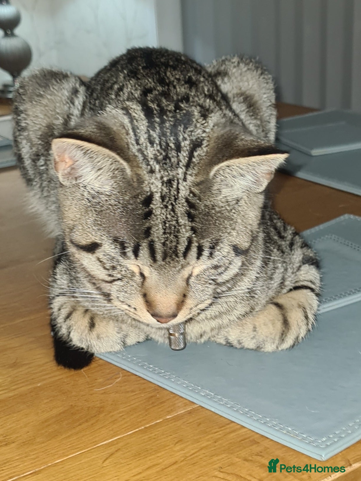 Bengal cats Walter, free to a good home  - Advert 3