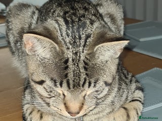 Bengal cats Walter, free to a good home - Advert 2