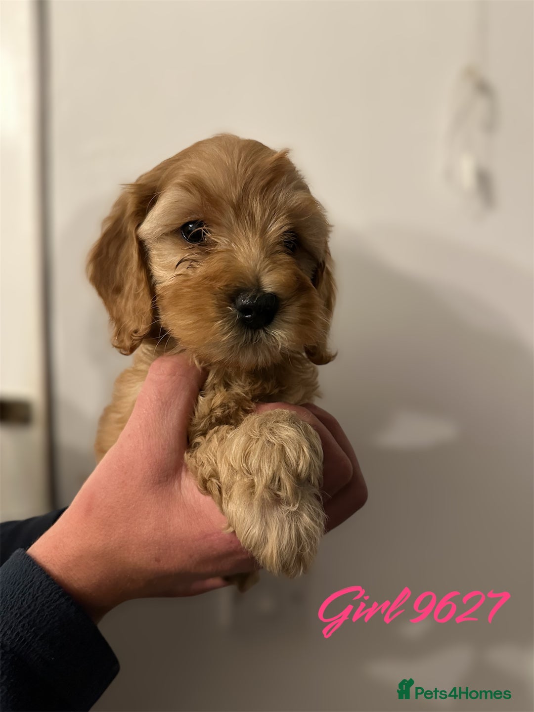 Cockapoo dogs for sale: DEEP RED COCKAPOOS READY NOW - Image 7