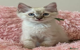 Ragdoll cats for sale: 2 LYNX RAGDOLLS NOW REDUCED - Image 3