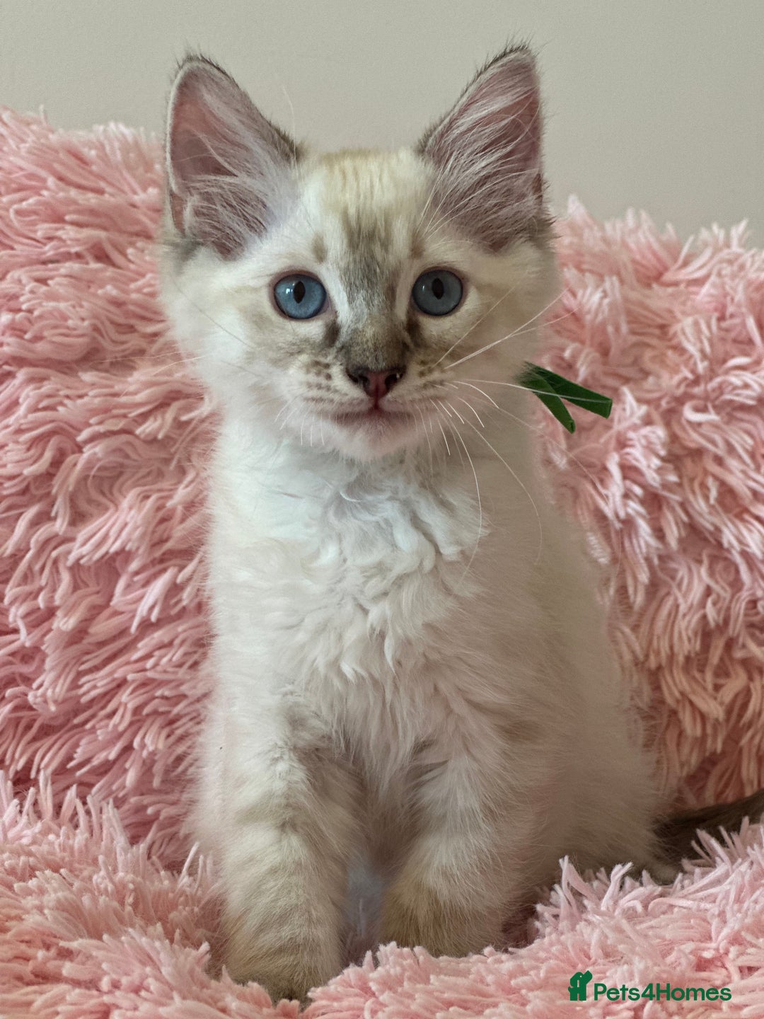 Ragdoll cats for sale: 2 LYNX RAGDOLLS NOW REDUCED - Image 3