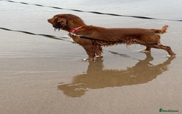 Cocker Spaniel dogs for sale: REDUCED & READY NOW 2 girl COCKERS - Advert 5