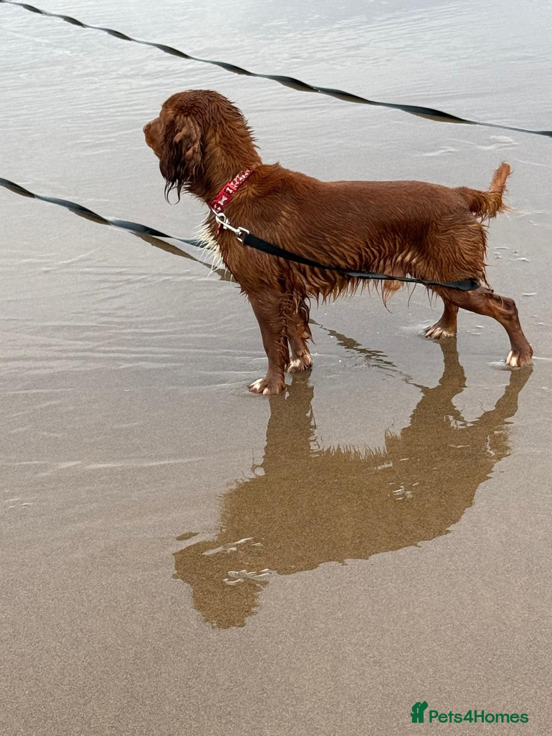 Cocker Spaniel dogs for sale: REDUCED & READY NOW 2 girl COCKERS - Advert 5