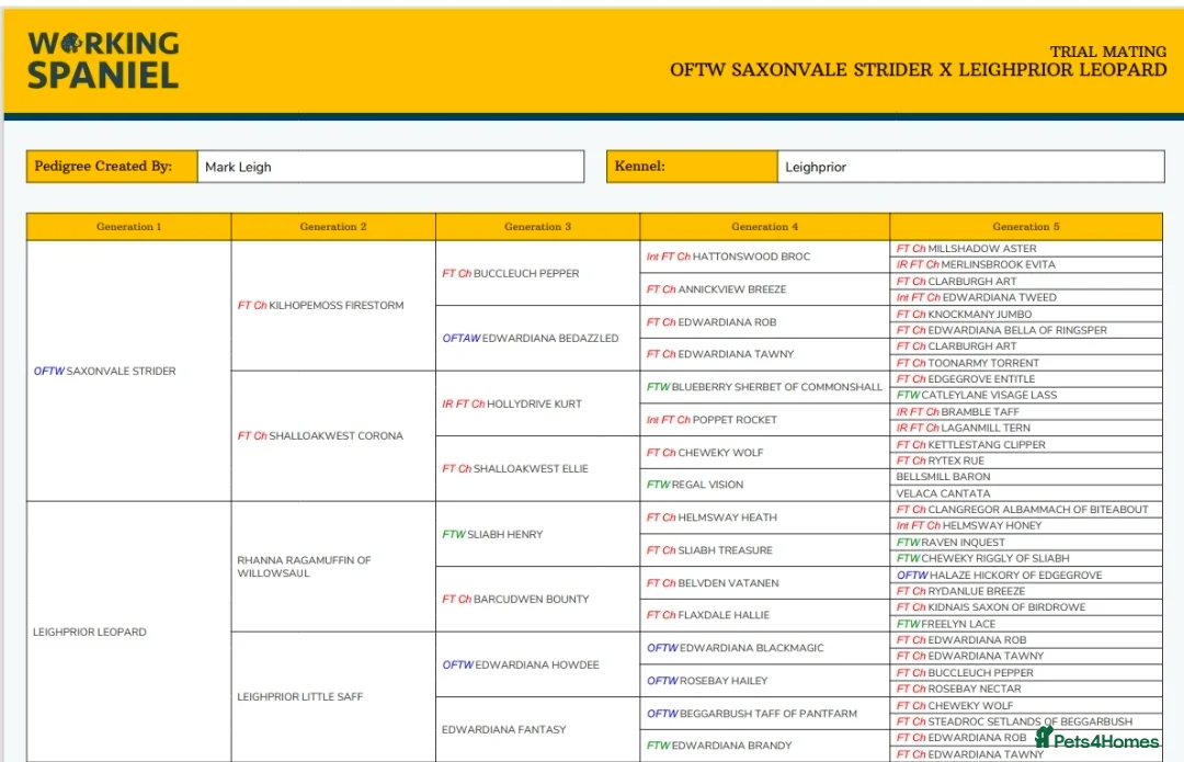 English Springer Spaniel dogs for sale: Working ESS For Sale in Leigh - Advert 2