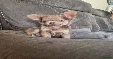 Chihuahua dogs - Advert 1