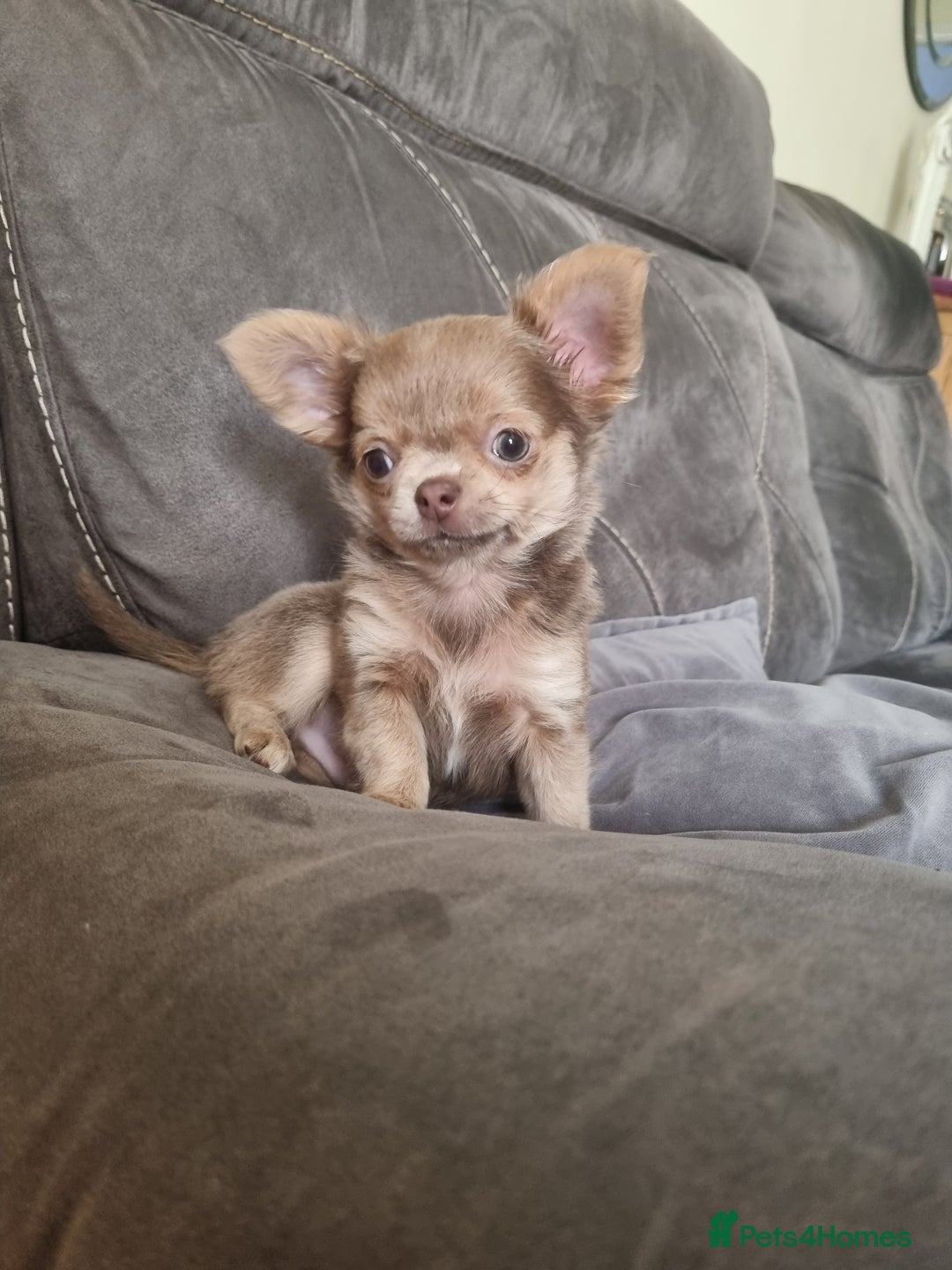 Chihuahua dogs for sale: READY NOW KC Reg Chihuahua boy longhair - Image 2