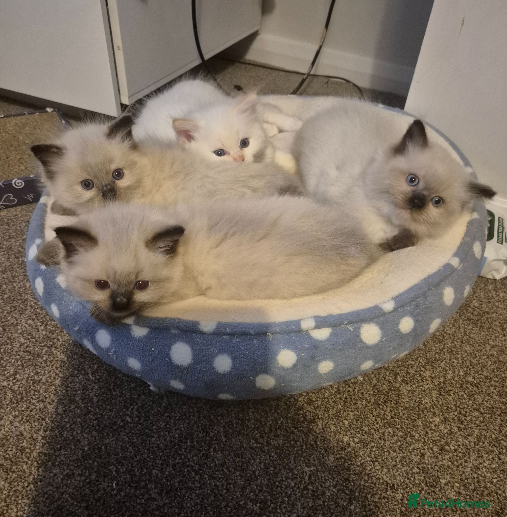 Ragdoll cats Pure ragdolls ready for there new homes 1st July  - Advert 11