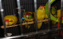 Parakeets birds for sale: Kakariki's Handreard kakariki's  - Image 11