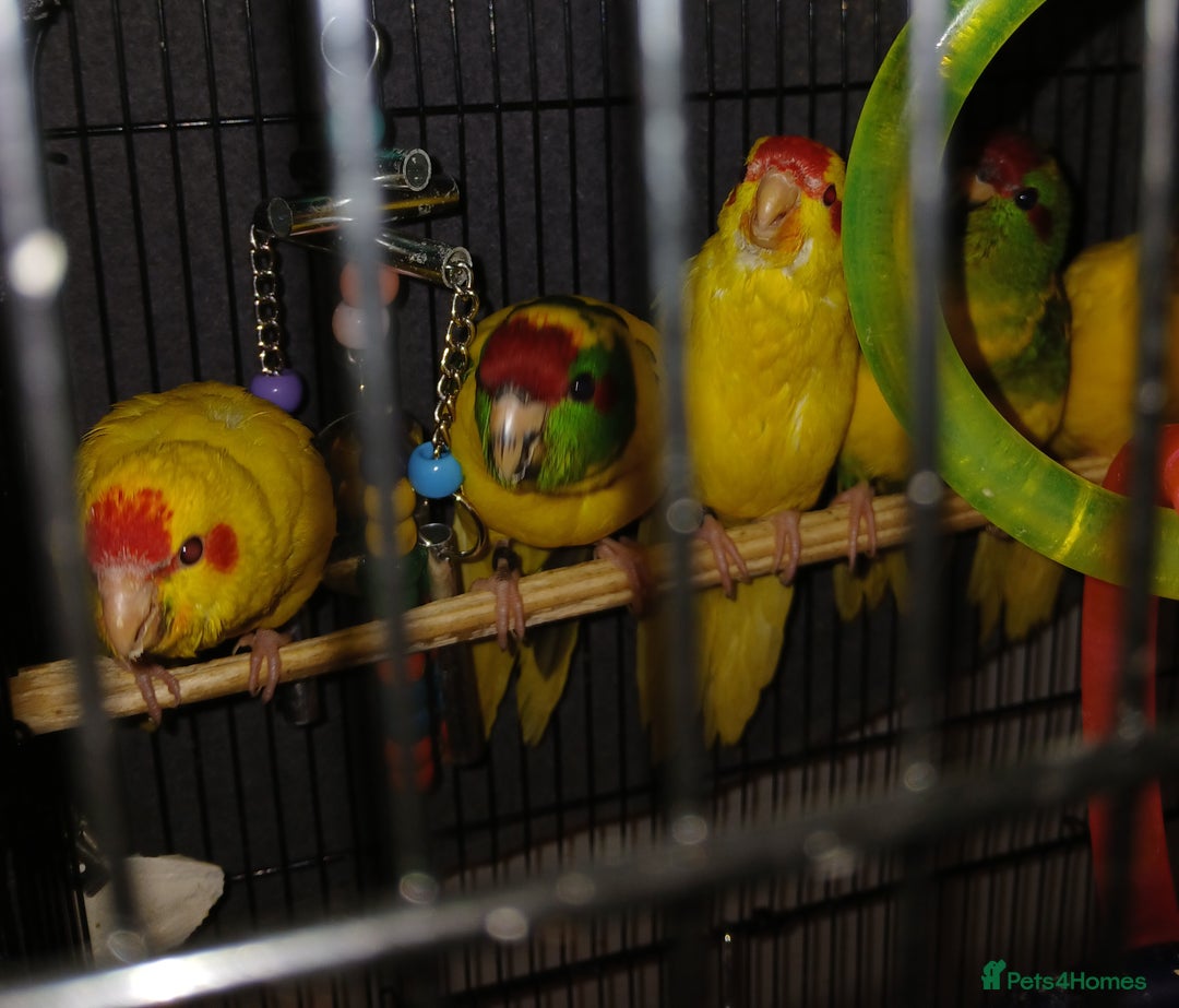 Parakeets birds for sale: Kakariki's Handreard kakariki's  - Image 11