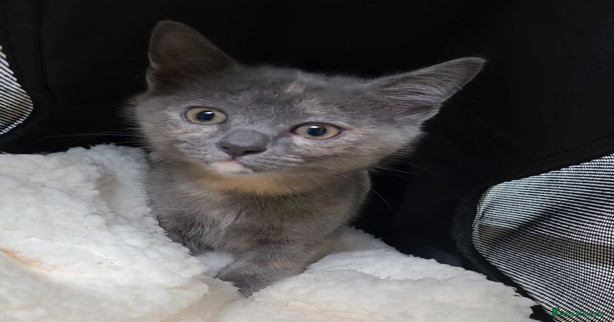 Beautiful Female Ragdoll mix looking for home. for sale in Bournemouth ...