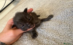 Ragdoll cats for sale: RAGDOLL X KITTENS  - Image 24