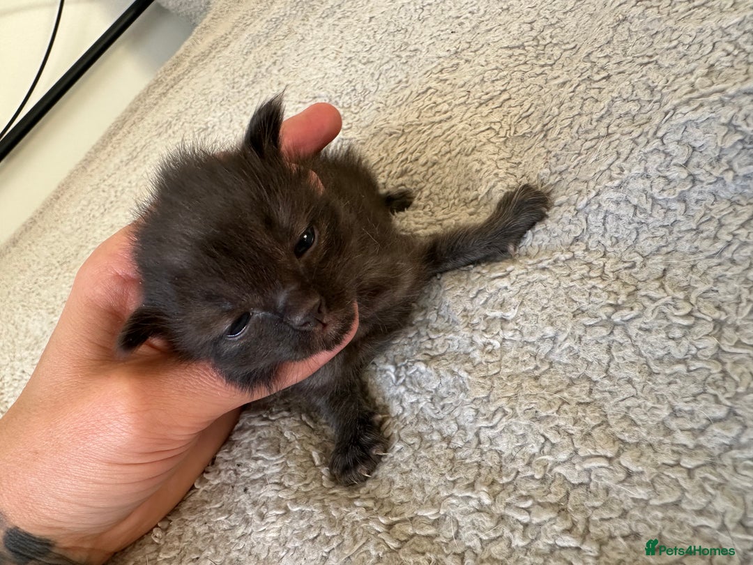 Ragdoll cats for sale: RAGDOLL X KITTENS  - Image 24