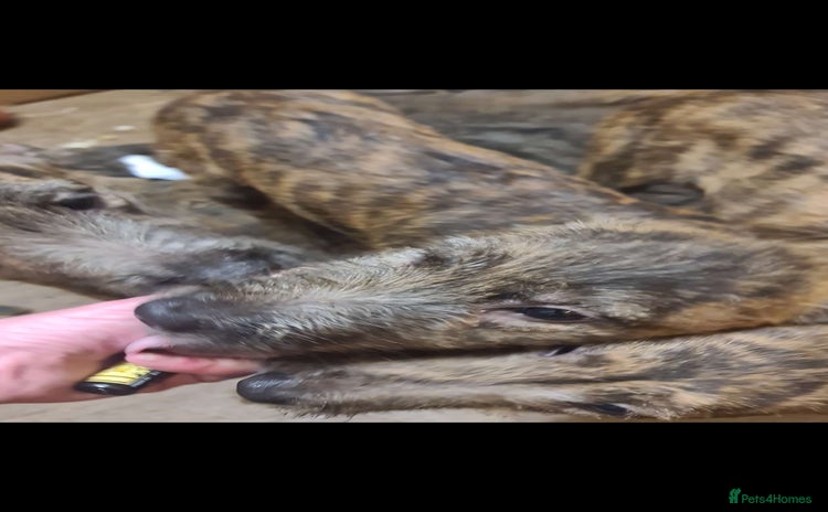 Lurcher dogs 3 male brindle Lurcher puppies for urgent sale - Advert 11